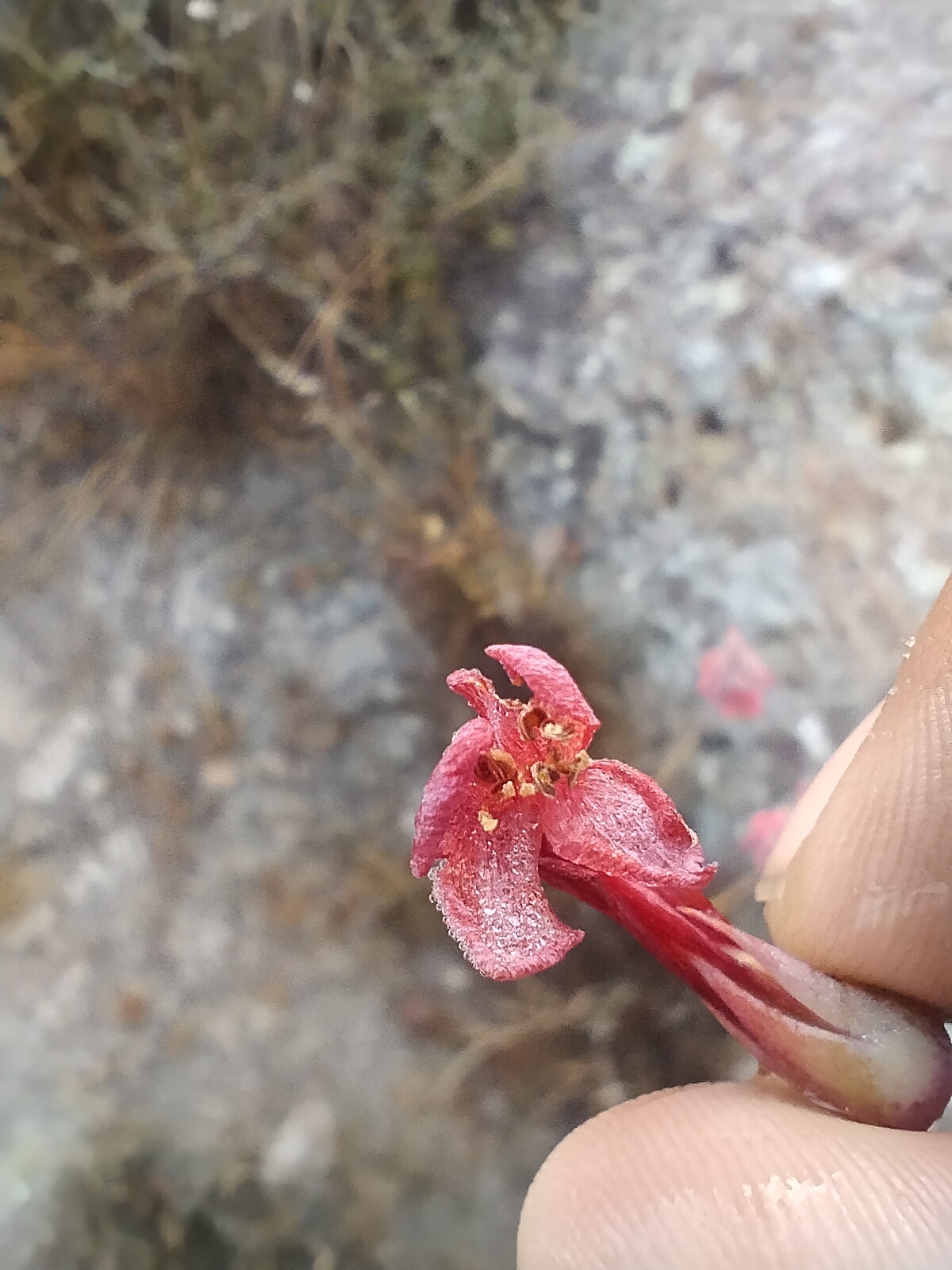 Imagem de Flor da fortuna