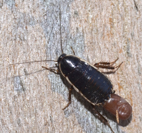 Lobe-winged cockroach