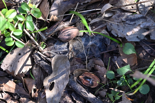 Foto de Noz pecan