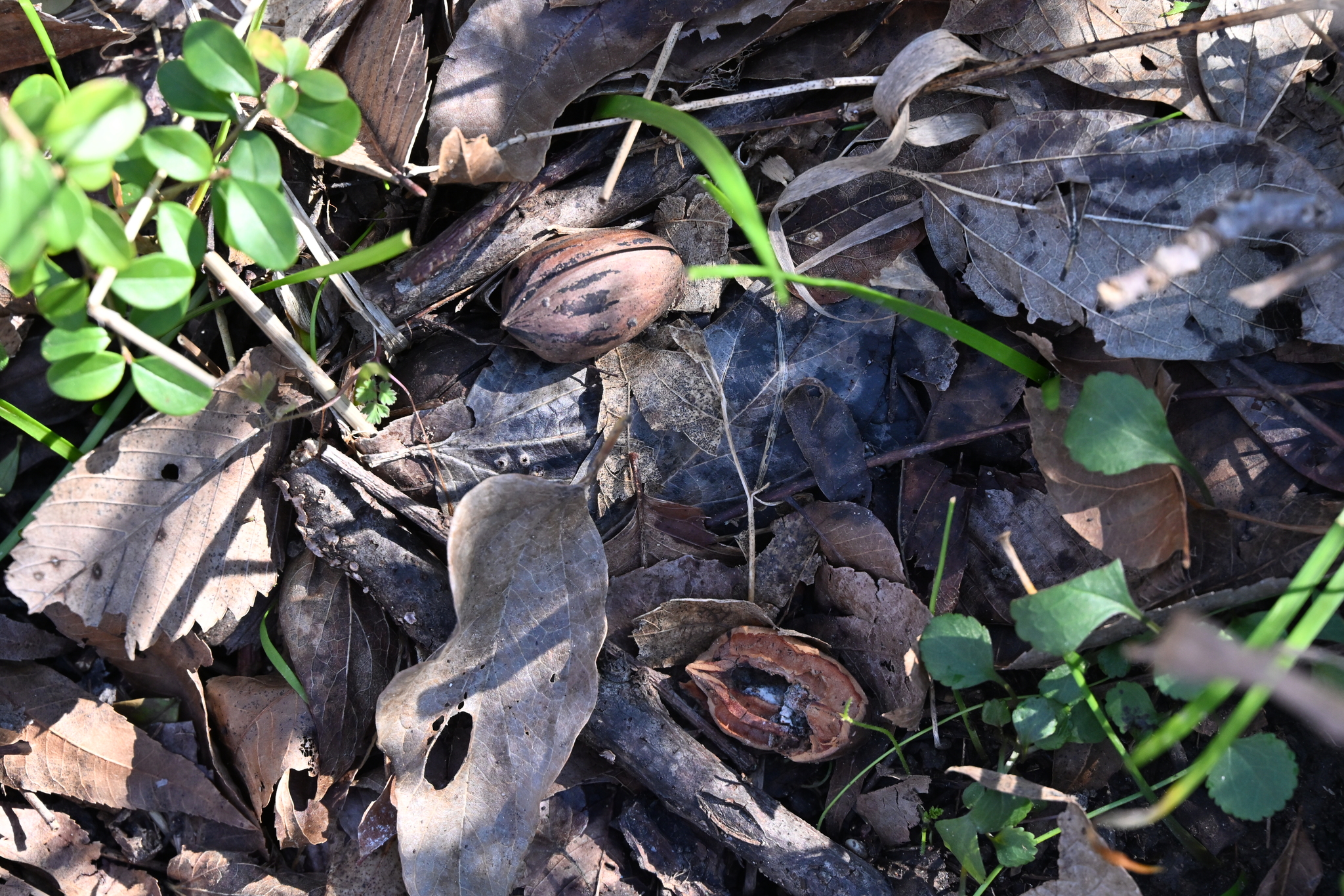 Imagem de Noz pecan