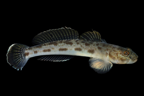 Bay goby (Lepidogobius lepidus) — Gobiidae