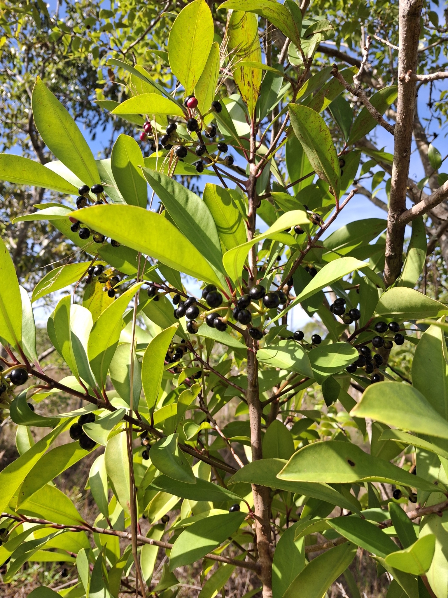 Imagem de Café-de-bugre