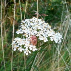 Carpocoris purpureipennis