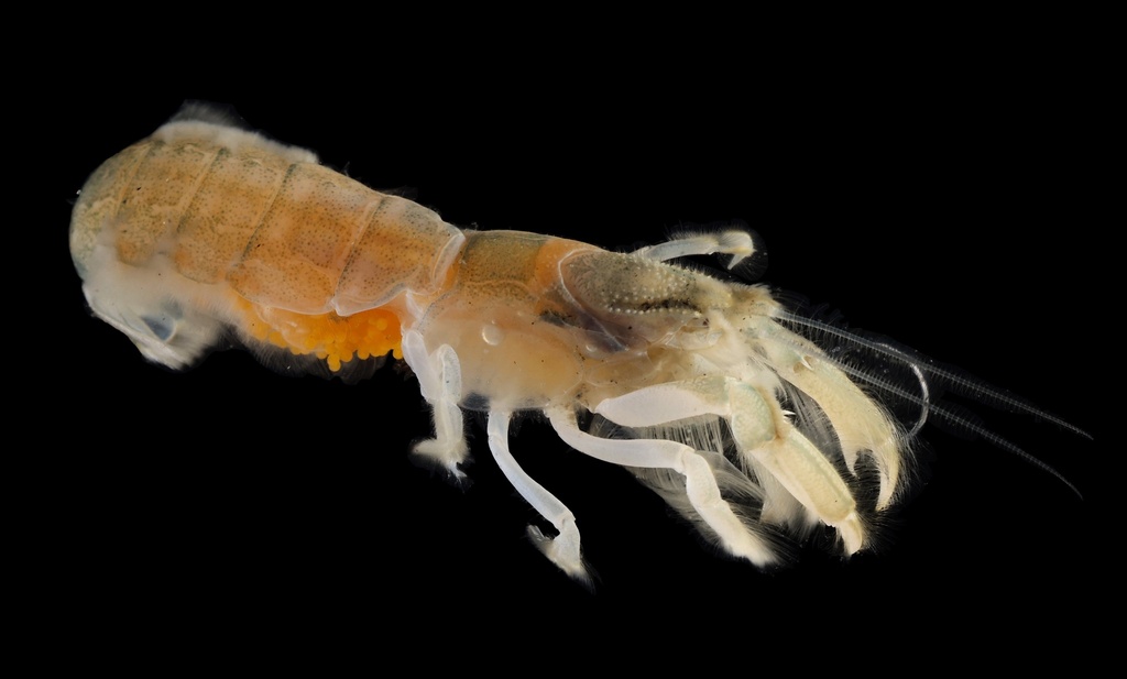 Upogebia macginitieorum