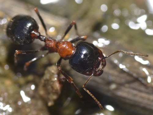 Wasmann's Harvester Ant