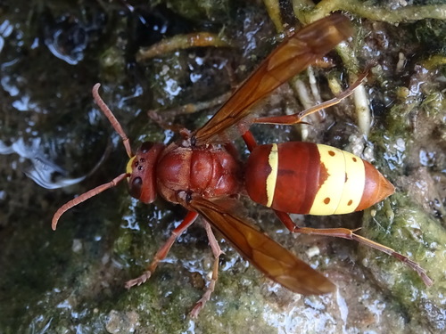 Oriental Hornet
