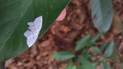 Leucodrepana serratilinea