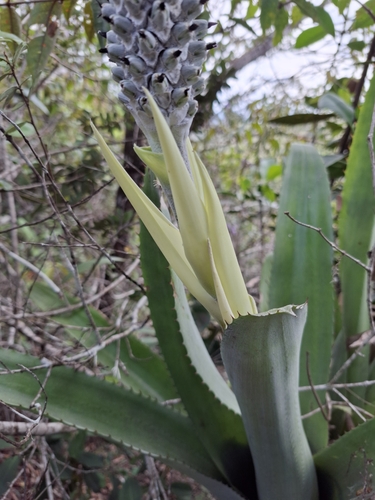 Image of Aechmea bromeliifolia by no rights reserved