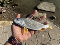 Bairdiella photo 2