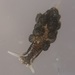 Calliopaea bellula - Photo (c) Butor and Gogol,  זכויות יוצרים חלקיות (CC BY-NC), uploaded by Butor and Gogol
