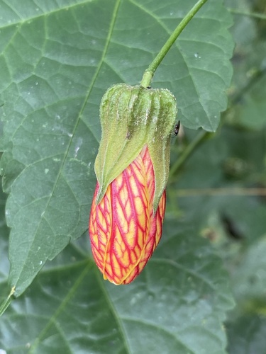 Foto de Abutilon