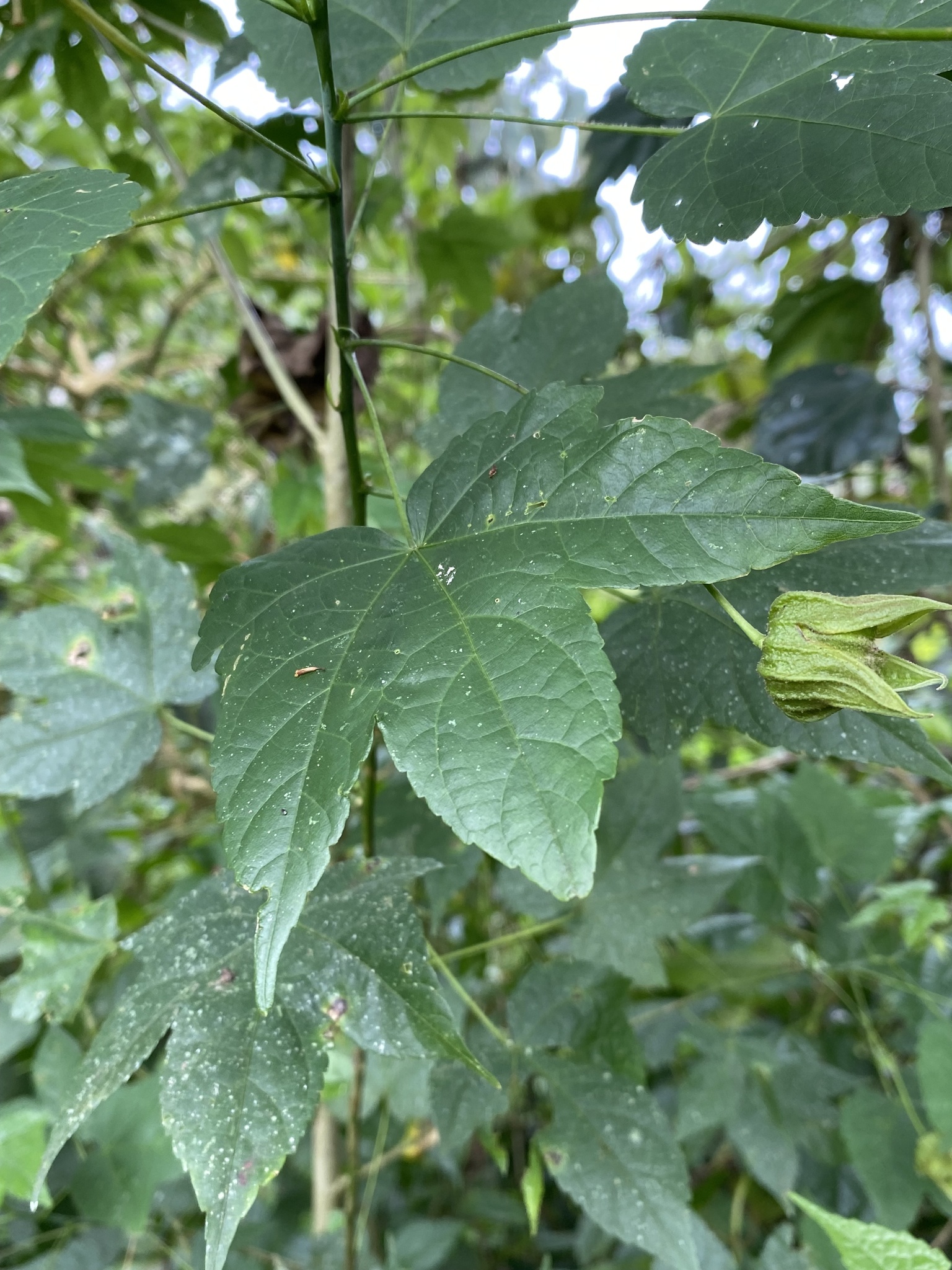 Imagem de Abutilon