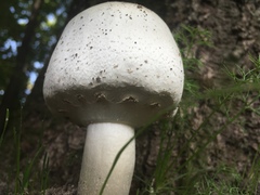 Agaricineae