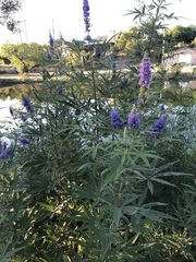 Vitex agnus-castus
