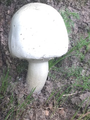 Agaricineae