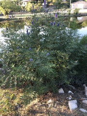 Vitex agnus-castus