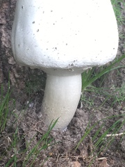 Agaricineae