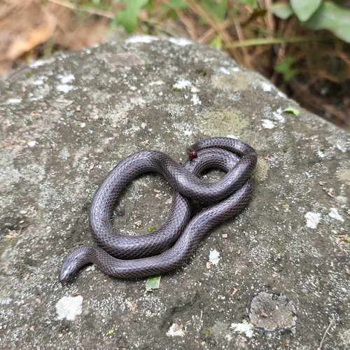 Photo of a Highland Earth Snake (Geophis mutitorques)