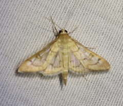 Mimorista subcostalis