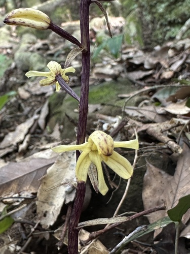 Aphyllorchis montana iNat (1)