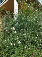 Symphyotrichum