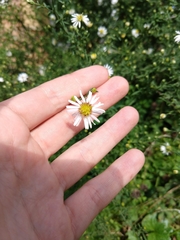 Symphyotrichum