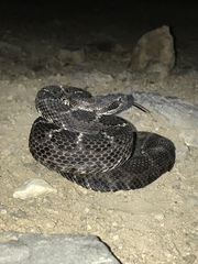 Crotalus cerberus