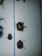 Digitonthophagus gazella