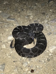 Crotalus cerberus