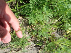 Lepidium virginicum virginicum