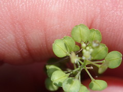 Lepidium virginicum virginicum