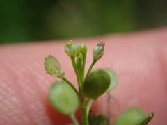 Lepidium virginicum virginicum