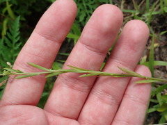 Lepidium virginicum virginicum