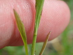 Lepidium virginicum virginicum