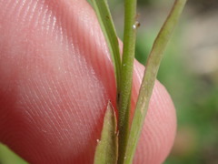 Lepidium virginicum virginicum