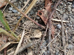 Lepidium virginicum virginicum