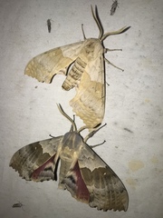 Pachysphinx occidentalis