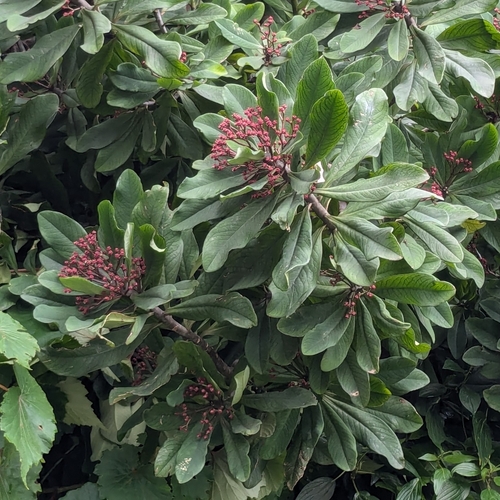 Euphorbia umbellata