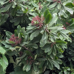 Euphorbia umbellata
