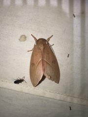 Automeris cecrops pamina