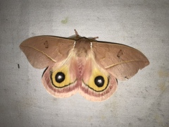 Automeris cecrops pamina