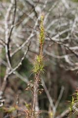 Dracophyllum sinclairii