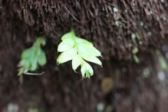 Tmesipteris lanceolata