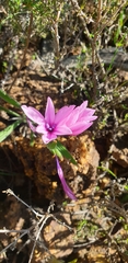 Babiana blanda