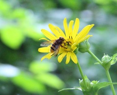 Volucella zonaria