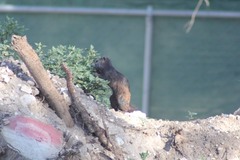 Otospermophilus variegatus couchii