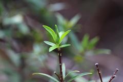 Pimelea longifolia