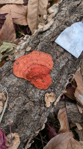 Trametes coccinea