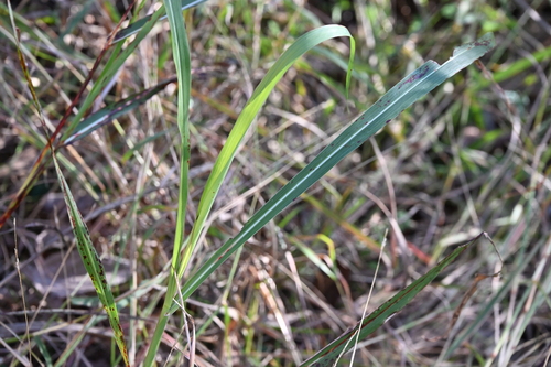 Foto de Capim-de-rhodes