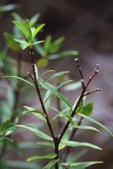 Pimelea longifolia